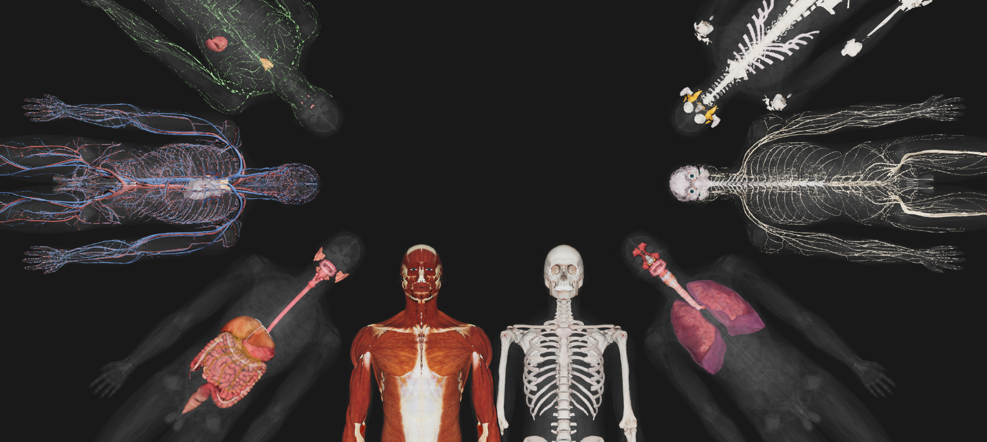 Anatomy table cost,Anatomy table cost ROI,Long-term Anatomy table cost,Anatomy table cost financing Anatomy table cost,Anatomy table cost training,Anatomy table cost packages,Institutional Anatomy table cost