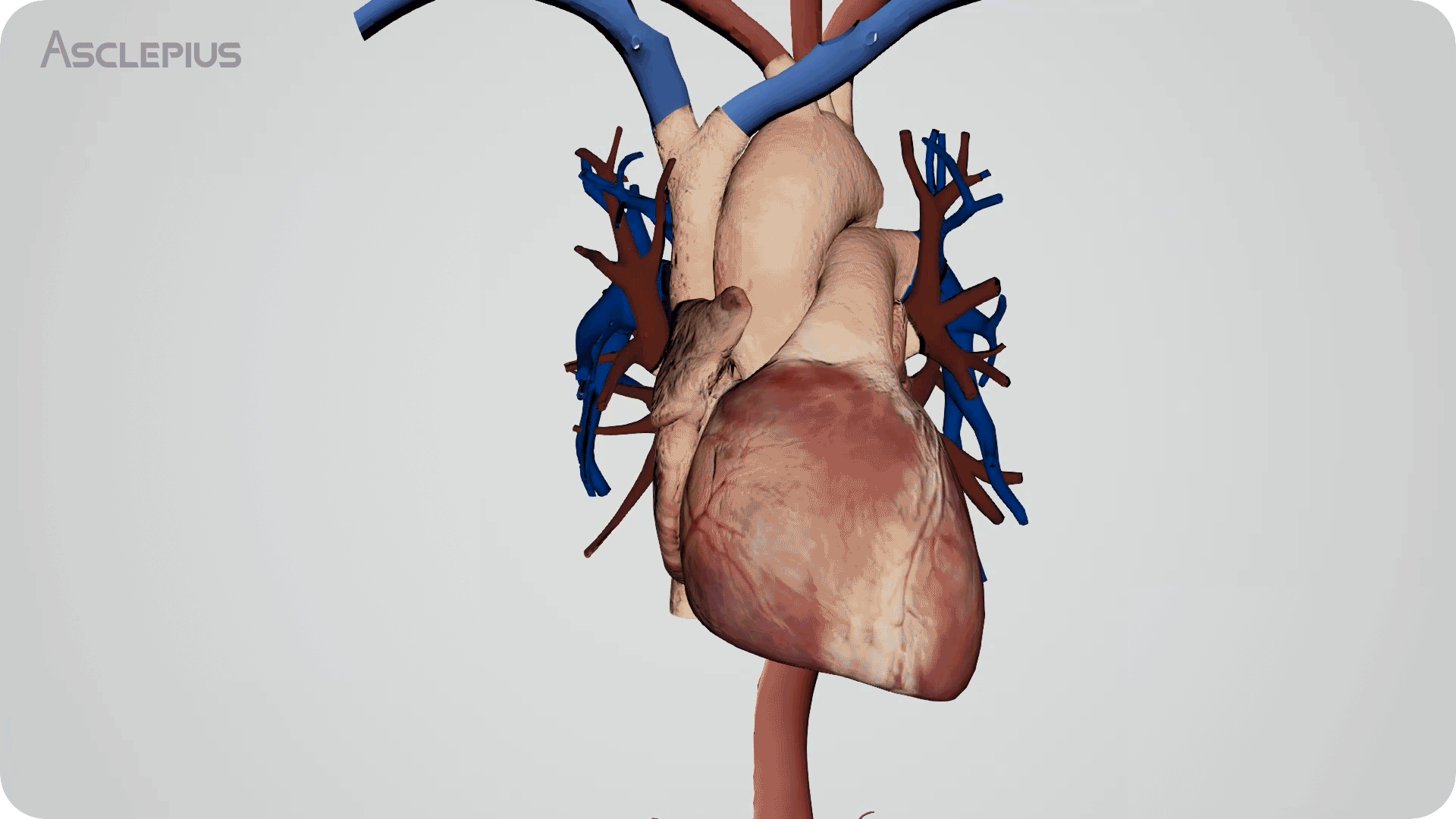Anatomy table cost,Anatomy table cost packages,Educational Anatomy table cost,Comprehensive Anatomy table cost Anatomy table cost,Comprehensive Anatomy table cost,Anatomy table cost solutions,Professional Anatomy table cost